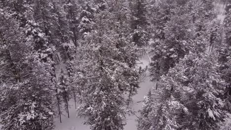 Drone-shots-of-heavy-snowfall-in-Pinetree-forest