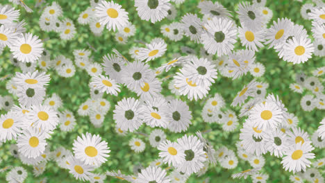 Daisy-Easter-flower-loop-tile-background-swirling