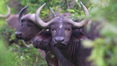African-Buffalo-Staring-Then-Walking-Away,-Close-Up,-Front-Facing