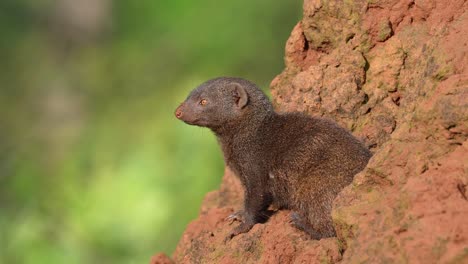 Cute-Brown-Dwarf-Mongoose-On-Termite-Mound,-Slomo,-Close-Up