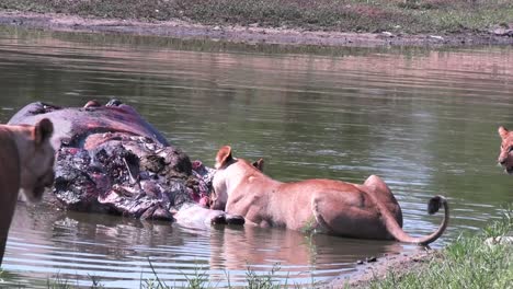 Lioness-lie-in-the-water-and-eat-dead-hippo-carcass,-African-wildlife
