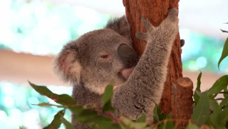 Sleepy-northern-koala,-phascolarctos-cinereus,-hugging-the-eucalyptus-tree,-moving-its-fluffy-ears-slightly,-daydreaming-during-the-day,-close-up-shot