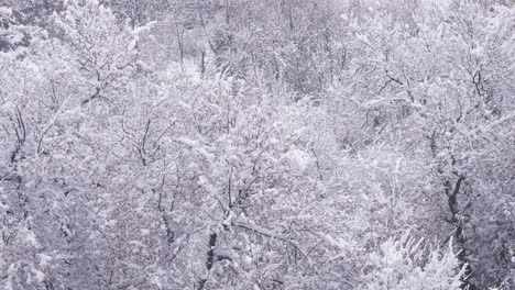 Schneebedeckte-Bäume-In-Guardiagrele,-Abruzzen,-Italien