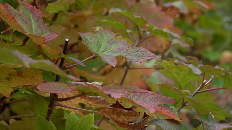 Mehrfarbige-Hortensien-Wiegen-Sich-In-Zeitlupe-In-Der-Herbstbrise-Aus-Nächster-Nähe