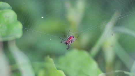Closeup-of-an-Alpaida-versicolor-orb-weaver-spider