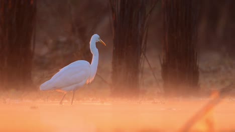 The-great-Egret-Fishing-in-Beautiful-Backlit-of-Morning