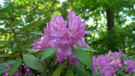 Purple-rhododendron-flowers-swaying-in-slow-motion-breeze-close-up