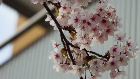 Close-up-of-cherry-blossoms-with-bumblebee,-blurred-background