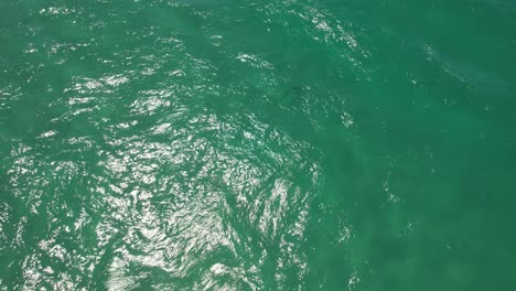 Shark-Swimming-In-Palm-Beach---Gold-Coast---Queensland-QLD---Australia---Drone-Shot