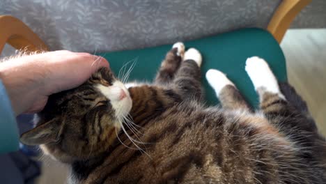 Close-up-of-a-human-hand-petting-a-content-tabby-cat-on-a-green-chair,-indoor-setting,-natural-daylight