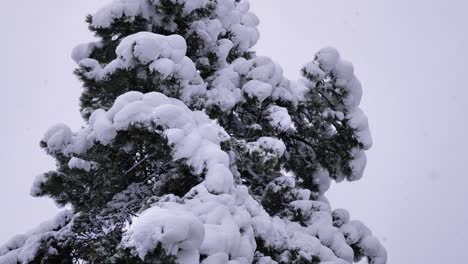 Gentle-snow-falls-on-trees-in-Guardiagrele,-Abruzzo,-Italy