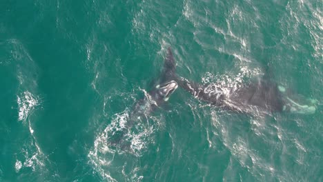 Southern-right-whale-with-her-calf-playing-in-the-water