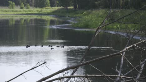 Enjoy-an-aerial-view-of-water-birds,-specifically-coots,-gracefully-gliding-across-the-water,-offering-a-serene-and-captivating-perspective-in-this-stunning-stock-footage