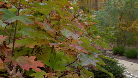 Multi-colored-hydrangea-sways-in-slow-motion-autumn-fall-breeze