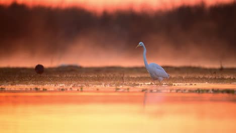 The-Majestic-Great-Egret-in-Lake-in-Sunrise