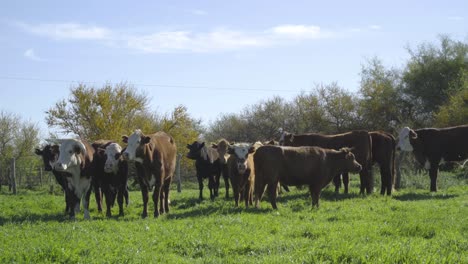 Herde-Kühe,-Die-Neugierig-Auf-Der-üppigen-Grünen-Wiese-Grasen