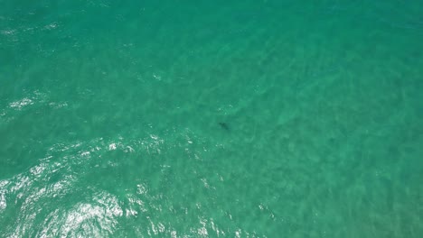 Tigerhai-In-Palm-Beach-–-Goldküste-–-Queensland,-Australien-–-Drohnenaufnahme