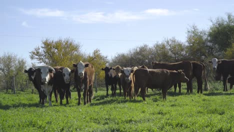 Herde-Kühe,-Die-An-Einem-Sonnigen-Tag-Auf-Einer-Sonnigen-Grünen-Wiese-Grasen