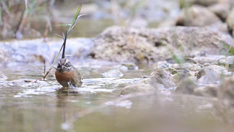 Rufous-breasted-accentor-taking-a-quick-birdbath-in-a-Water-Stream