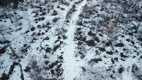 Aerial-view-of-a-forest-destroyed-in-winter-due-to-natural-disasters-and-climate-change
