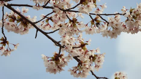 Close-up-of-bumblebee-pollinating-amidst-blooming-cherry-blossoms-against-blue-sky