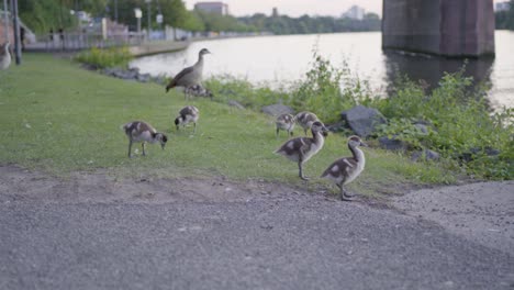 Geese-family-walking-by-a-river-in-a-city-park-at-dusk,-with-young-goslings-following-an-adult