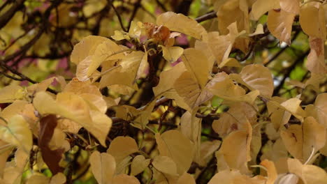 Goldgelbe-Herbstblätter-Flattern-Sanft-In-Zeitlupe-Mit-Dem-Herbstwind