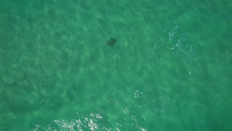 Manta-Ray-In-Clear-Waters-Of-Palm-Beach---Gold-Coast---Queensland-QLD---Australia---Drone-Shot