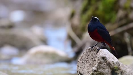 White-capped-Water-Redstart-on-Rock-in-Water-Stream