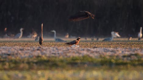 Marsh-harrier-eating-Egret-after-Hunt