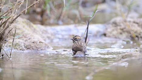 Rufous-breasted-accentor-taking-a-quick-birdbath-in-a-Water-Stream