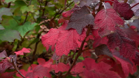 Red-hydrangea-leaves-sway-in-slow-motion-in-the-gentle-fall-breeze-close-up