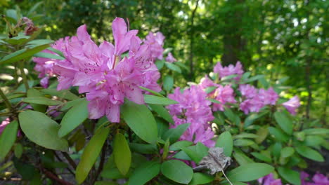 Flores-De-Rododendro-Púrpura-Meciéndose-En-Cámara-Lenta-Brisa-De-Cerca