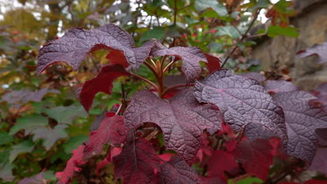Red-hydrangea-leaves-quivering-in-the-gentle-fall-breeze-close-up