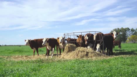 Cows-grazing-on-a-sunny-pasture-with-feeding-equipment,-daylight