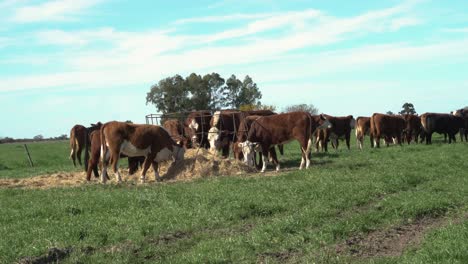 Cattle-Feeding-on-Hay-in-a-Farm-Field