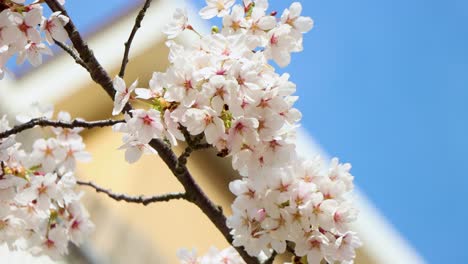 Close-up-of-white-cherry-blossoms-with-a-wasp,-clear-blue-sky-in-the-background