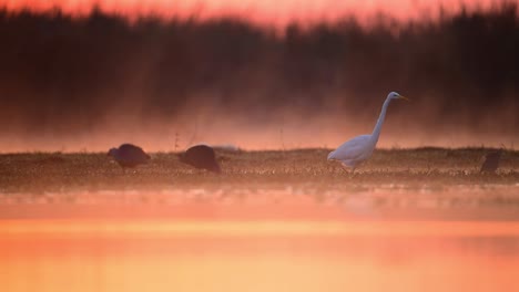 Great-Egret-Fishing-in-wetland-in-Misty-Morning