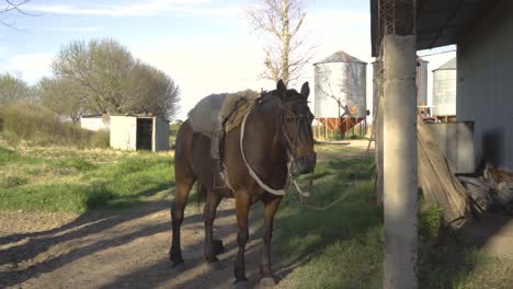 Saddled-brown-horse-standing-in-rural-setting,-harness-on,-farm-structures-in-background,-daytime