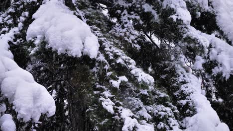Close-up-detail-of-snow-falling-on-a-tree-in-Guardiagrele,-Abruzzo,-Italy