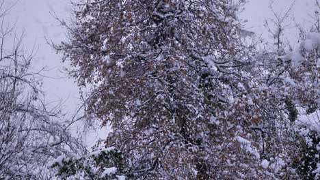 Heavy-snow-falls-on-trees-in-Guardiagrele,-Abruzzo,-Italy