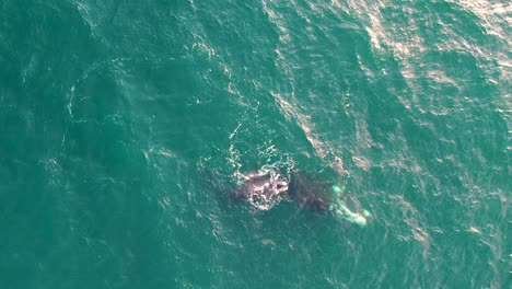 Aerial-shot-of-a-small-whale-playing-with-its-mother-in-Atlantic-Ocean-waters