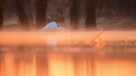 The-Beautiful-bird-Great-Egret-Fishing-in-Lakeside-in-Morning-of-Winter