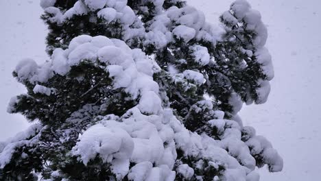 Snow-gently-falling-on-a-pine-tree-of-Guardiagrele,-Abruzzo,-Italy