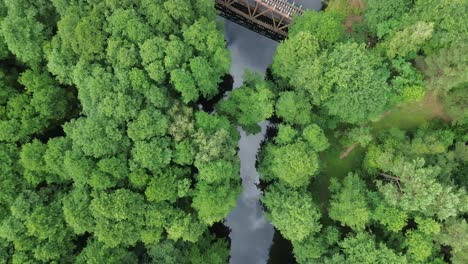 Fly-above-the-serene-forest-landscape-and-behold-the-aged-remains-of-a-railway-bridge,-its-weathered-structure-casting-a-nostalgic-charm-over-the-tranquil-river-below