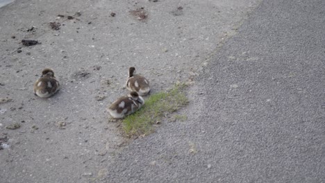 Ducklings-on-a-concrete-path,-with-a-tuft-of-grass-between-them