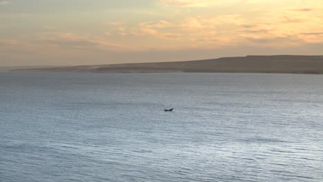 Whale-tail-above-water-at-Puerto-Madryn-beach-during-sunset,-aerial-view