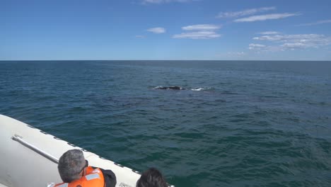 Close-Encounter-with-Whale-in-Puerto-Pirámides---whale-watching-tourism