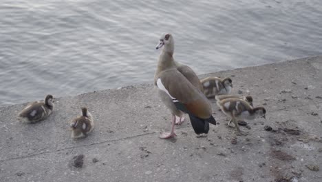 Adult-Egyptian-goose-with-goslings-by-the-water-at-dusk,-family-bonding,-serene-setting