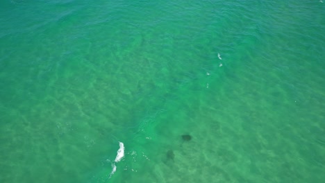 Manta-Ray-In-Palm-Beach---Gold-Coast---Queensland-QLD---Australia---Drone-Shot